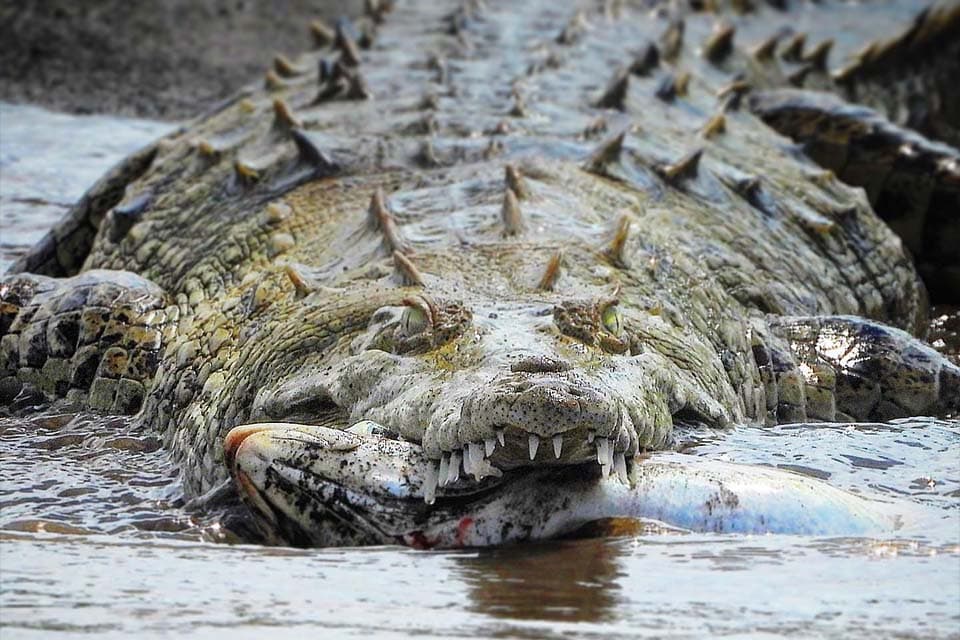 A crocodile head-on at water level with a fish across its jaws, scutes running back down its spine.