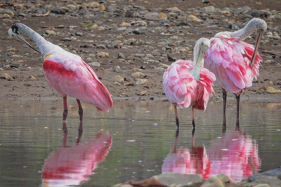 Three pink spoonbills standing in the shallows, reflected in the still water.