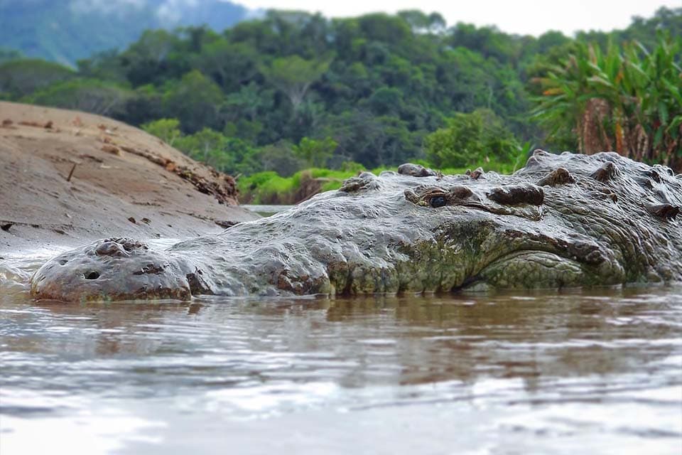 A crocodile alongside the boat with only its head and back above the brown water, forest on the far bank.