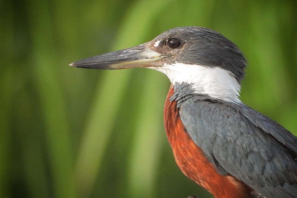 A kingfisher in close-up, rust-coloured breast and heavy grey bill against green reeds.