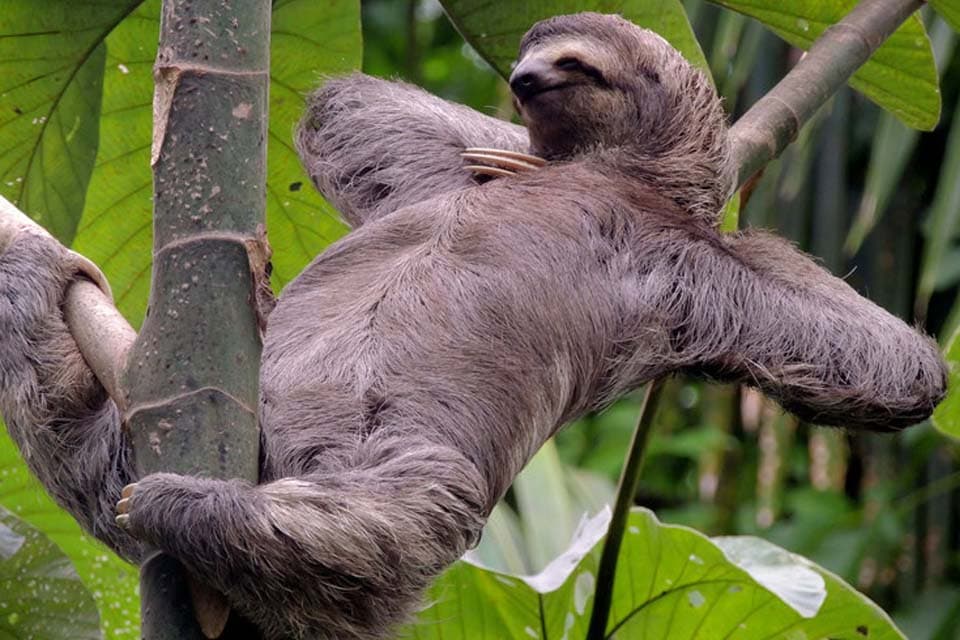 A three-toed sloth stretched along a branch, one arm up, eyes half closed.