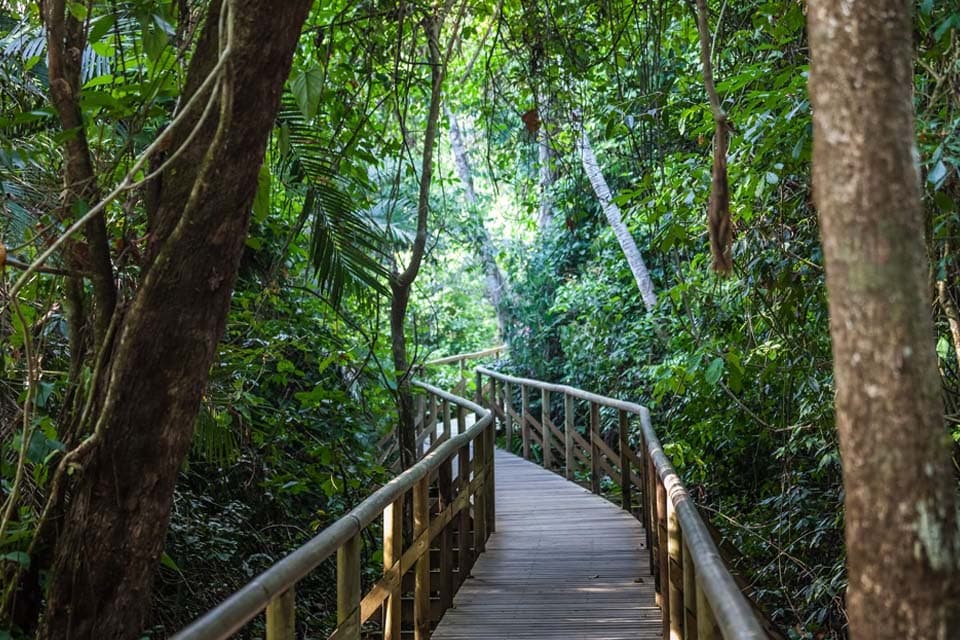 A boardwalk with wooden handrails running into the forest under tall trees and vines.