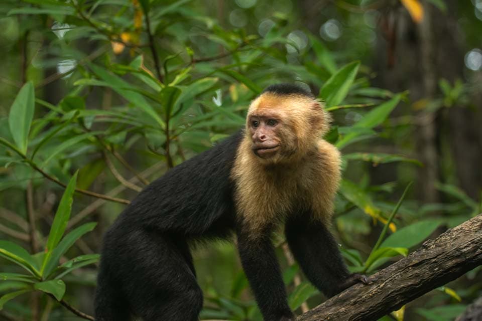 A white-faced capuchin on a branch, looking back over its shoulder.